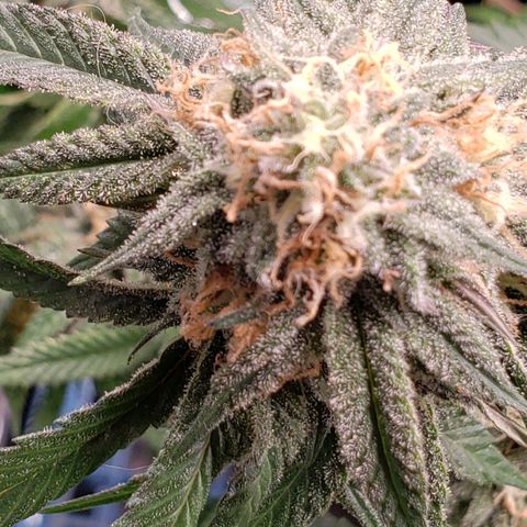 Candy Store 4 growlog timeline photo