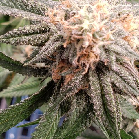 Candy Store 4 growlog timeline photo