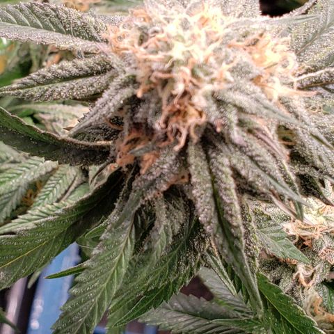 Candy Store 4 growlog timeline photo