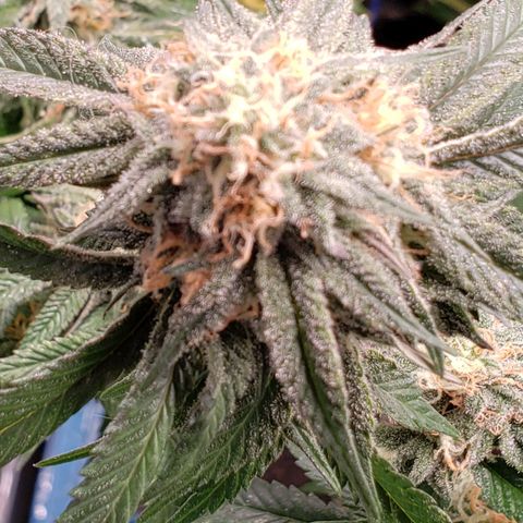 Candy Store 4 growlog timeline photo