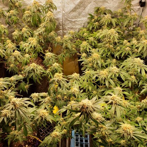 Candy Store 4 growlog timeline photo