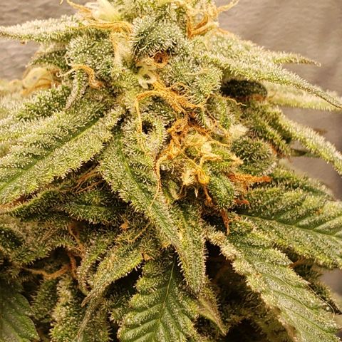 Candy Store 4 growlog timeline photo