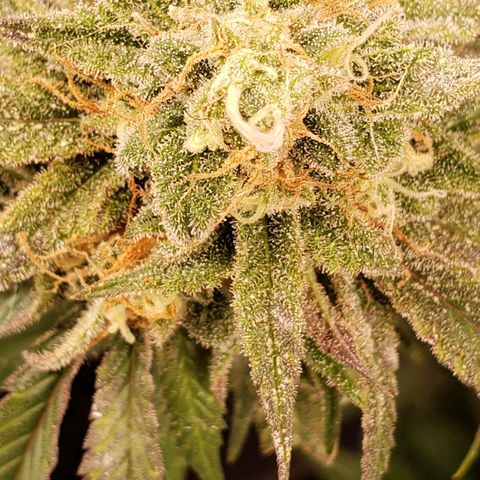 Candy Store 4 growlog photo: Still stacking