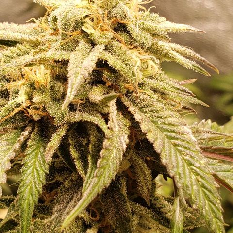 Candy Store 4 growlog photo: Still stacking