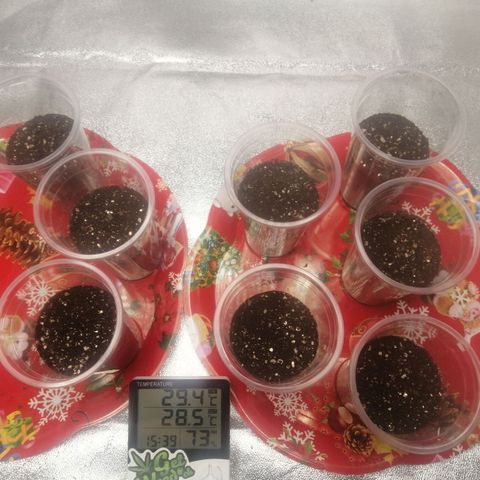 Sour Diesel growlog timeline photo