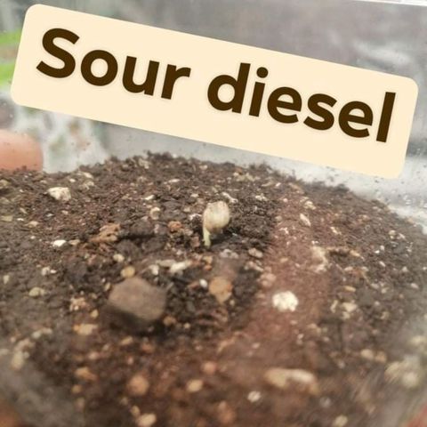 Sour Diesel growlog timeline photo