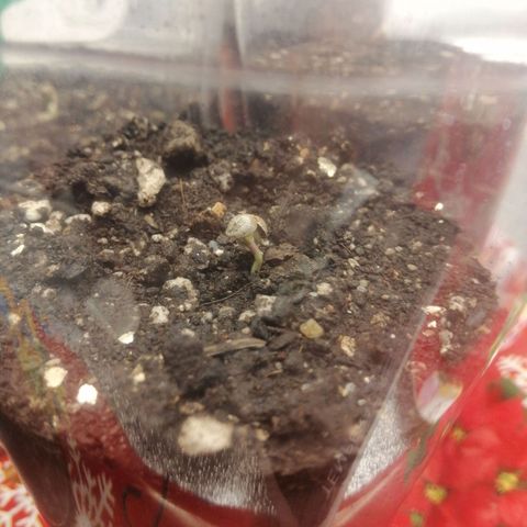 Sour Diesel growlog timeline photo