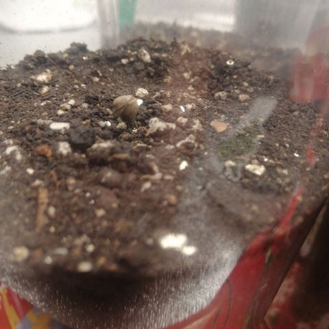 Sour Diesel growlog timeline photo