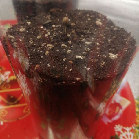 Sour Diesel growlog timeline photo