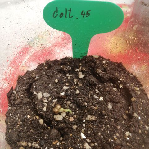 Colt.45​ growlog timeline photo