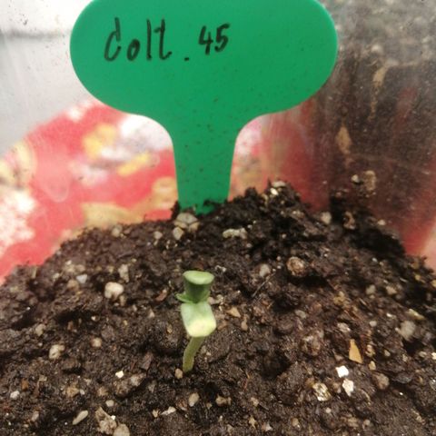 Colt.45​ growlog timeline photo