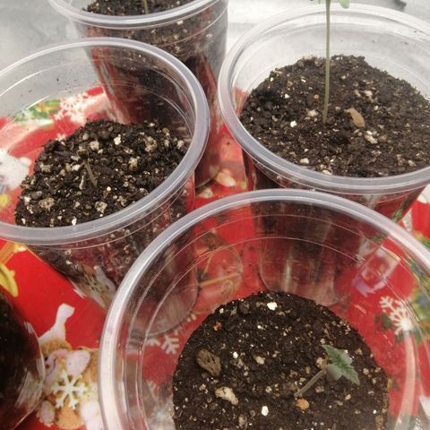 Sour Diesel growlog timeline photo