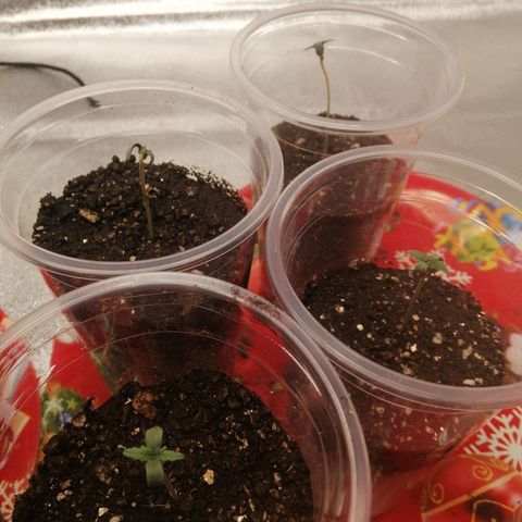 Sour Diesel growlog timeline photo