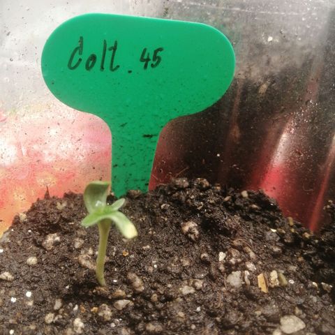 Colt.45​ growlog timeline photo