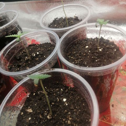 Sour Diesel growlog timeline photo