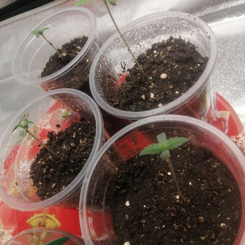 Sour Diesel growlog timeline photo