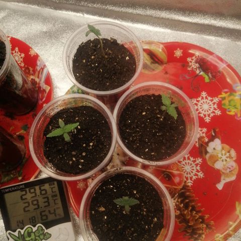Sour Diesel growlog timeline photo