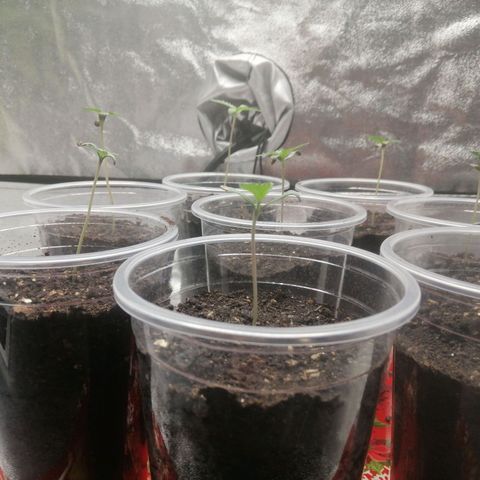 Sour Diesel growlog timeline photo