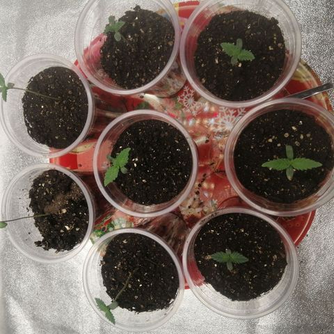Sour Diesel growlog timeline photo