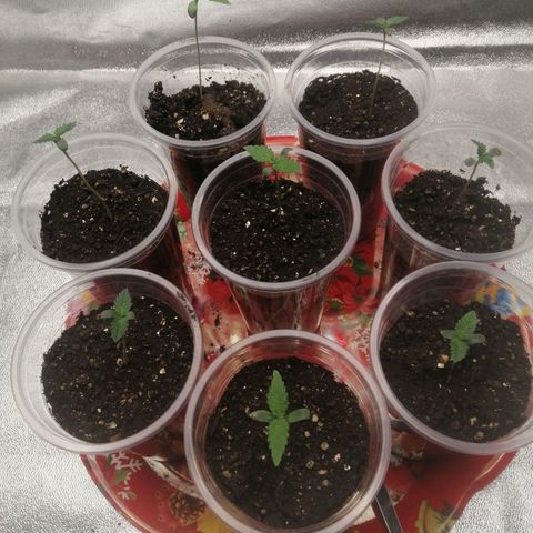 Sour Diesel growlog timeline photo