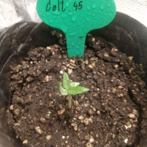 Colt.45​ growlog timeline photo