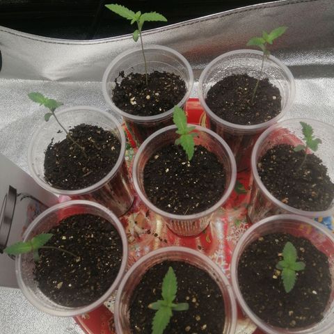 Sour Diesel growlog timeline photo