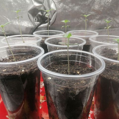 Sour Diesel growlog timeline photo