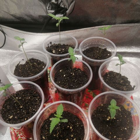 Sour Diesel growlog timeline photo