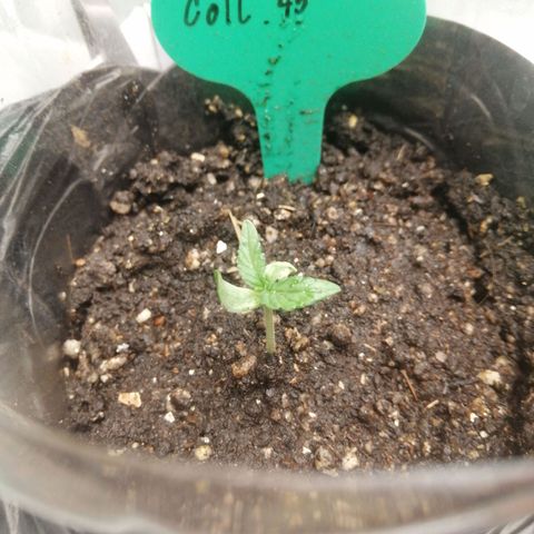 Colt.45​ growlog timeline photo