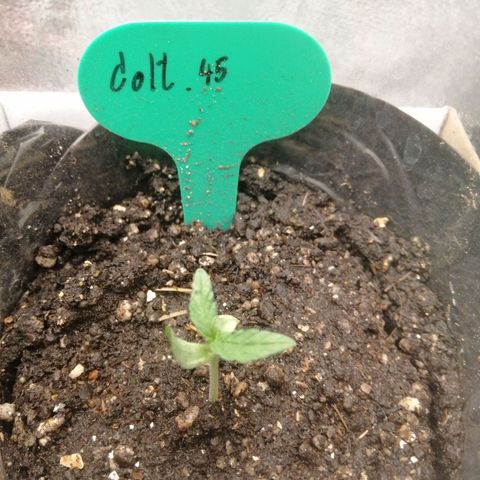 Colt.45​ growlog timeline photo