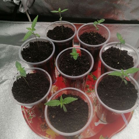 Sour Diesel growlog timeline photo