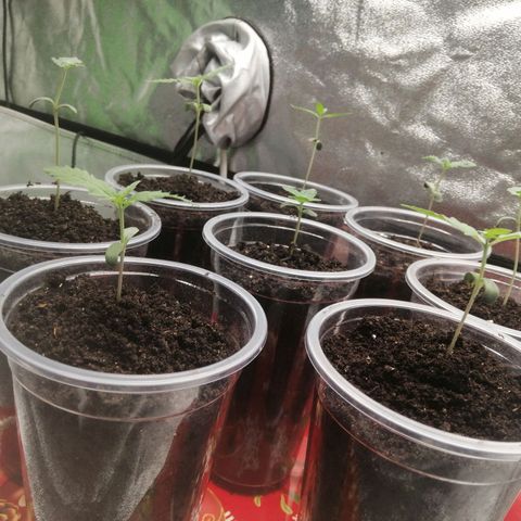 Sour Diesel growlog timeline photo
