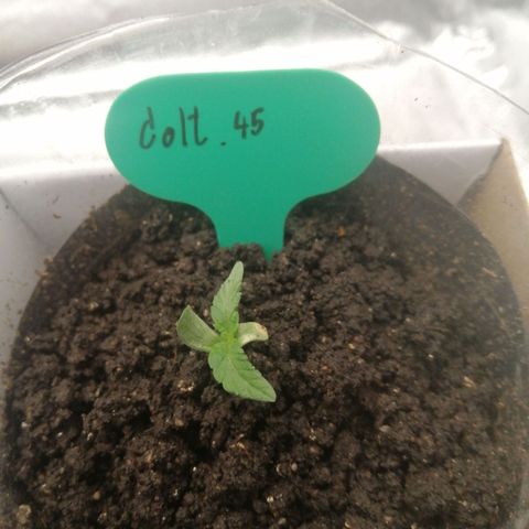Colt.45​ growlog timeline photo