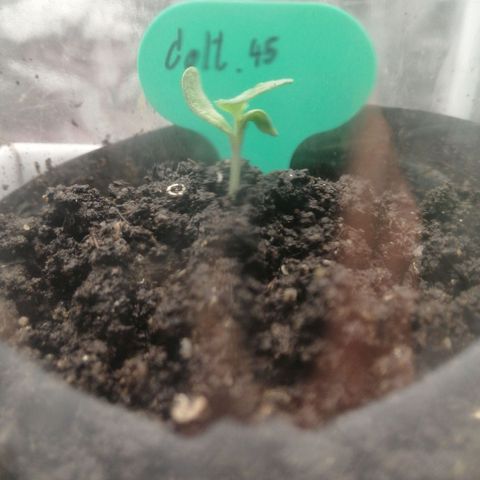 Colt.45​ growlog timeline photo