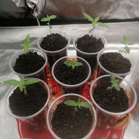 Sour Diesel growlog timeline photo
