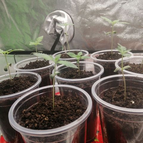 Sour Diesel growlog timeline photo