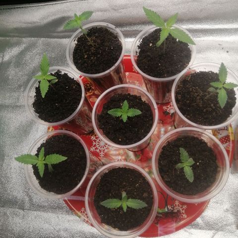 Sour Diesel growlog timeline photo