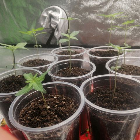 Sour Diesel growlog timeline photo
