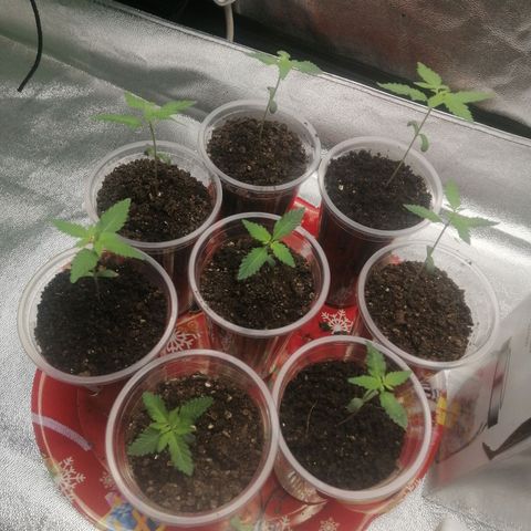 Sour Diesel growlog timeline photo