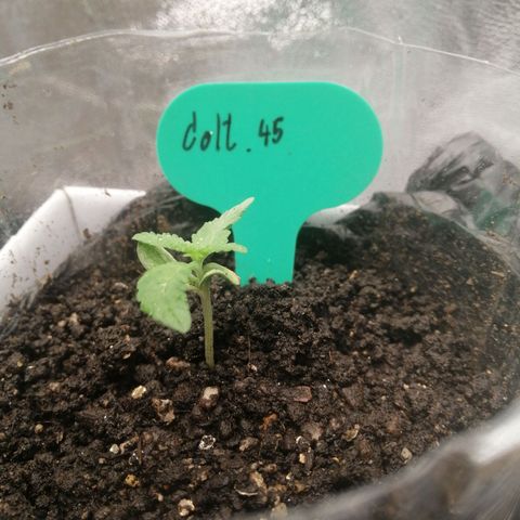 Colt.45​ growlog timeline photo