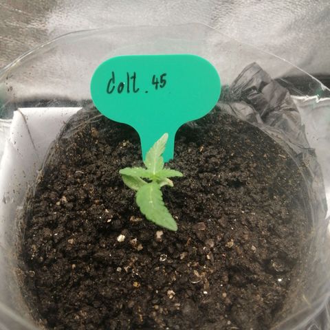 Colt.45​ growlog timeline photo