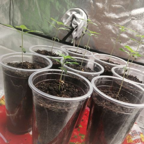 Sour Diesel growlog timeline photo