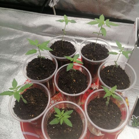 Sour Diesel growlog timeline photo