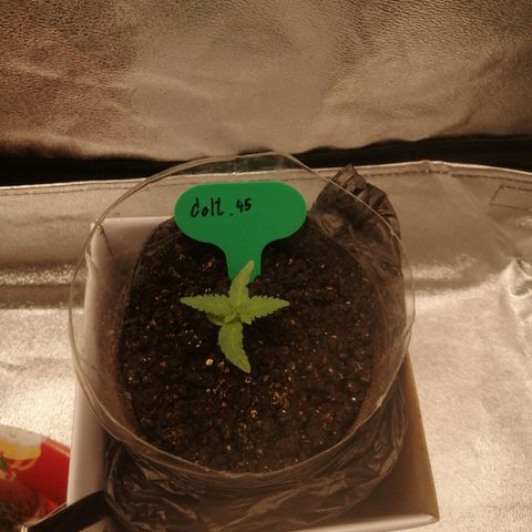 Colt.45​ growlog timeline photo