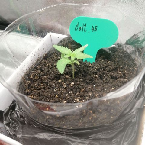 Colt.45​ growlog timeline photo