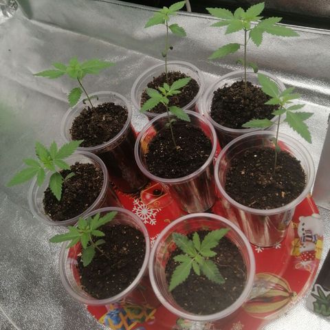 Sour Diesel growlog timeline photo