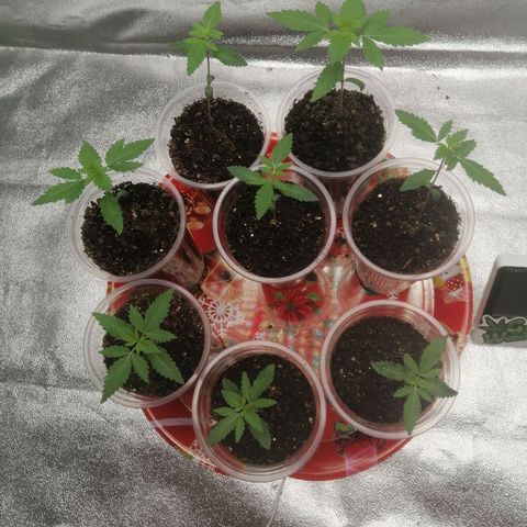 Sour Diesel growlog timeline photo