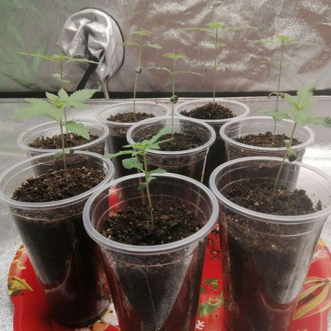Sour Diesel growlog timeline photo