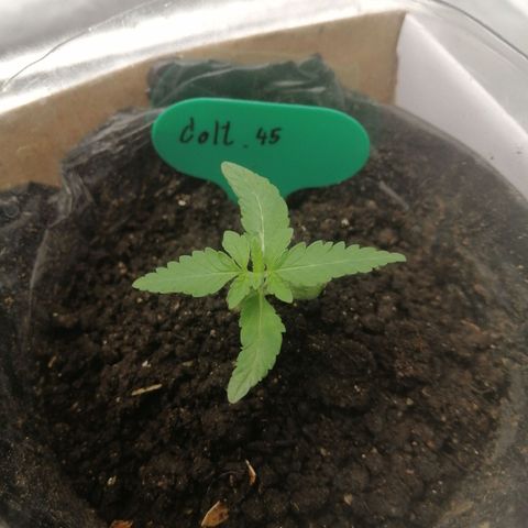 Colt.45​ growlog timeline photo