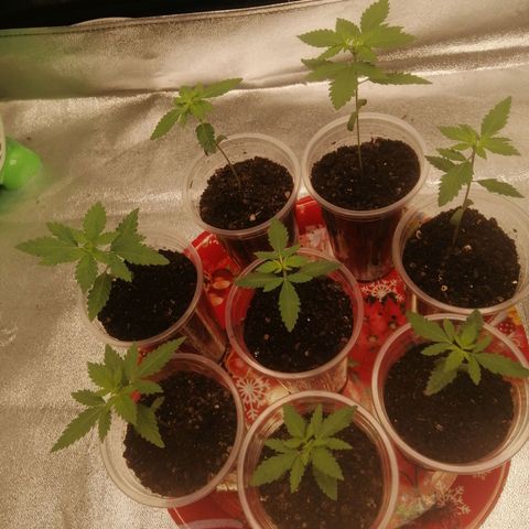 Sour Diesel growlog timeline photo